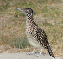 Roadrunner